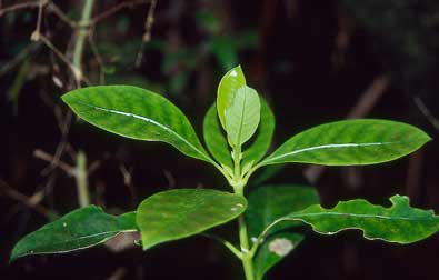 Coprosma autumnalis