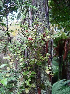 Gaultheria