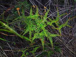 Tangle-fern