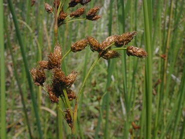 Flower spike kutakuta