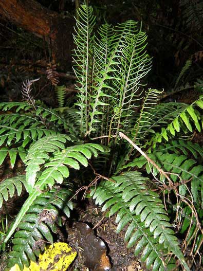 Austroblechnum