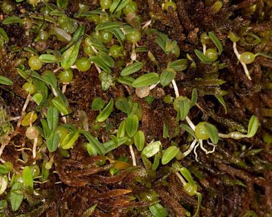 Bulbophyllum