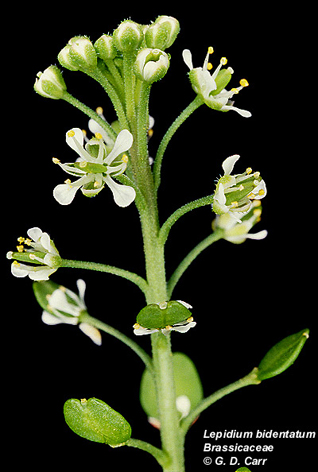 Lepidum_bidentatum