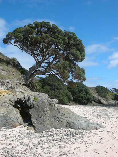 Pohutukawa