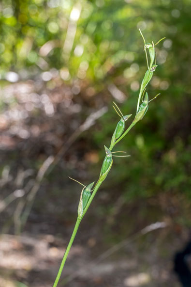 Orthoceras-2