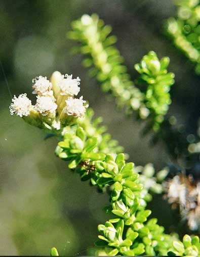 Ozothamnus