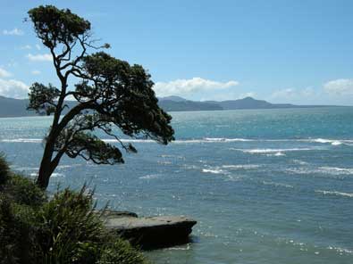 Pohutukawa