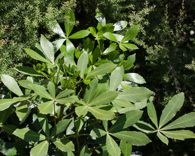 Houpara foliage