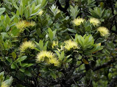 Pohutukawa